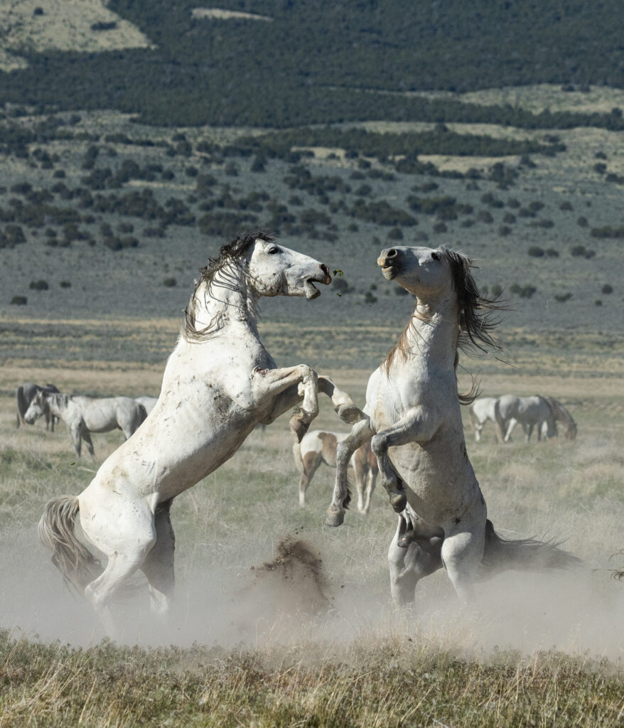 Two stallions from the Onaqui wild horse herd fighting for dominance in the Utah desert