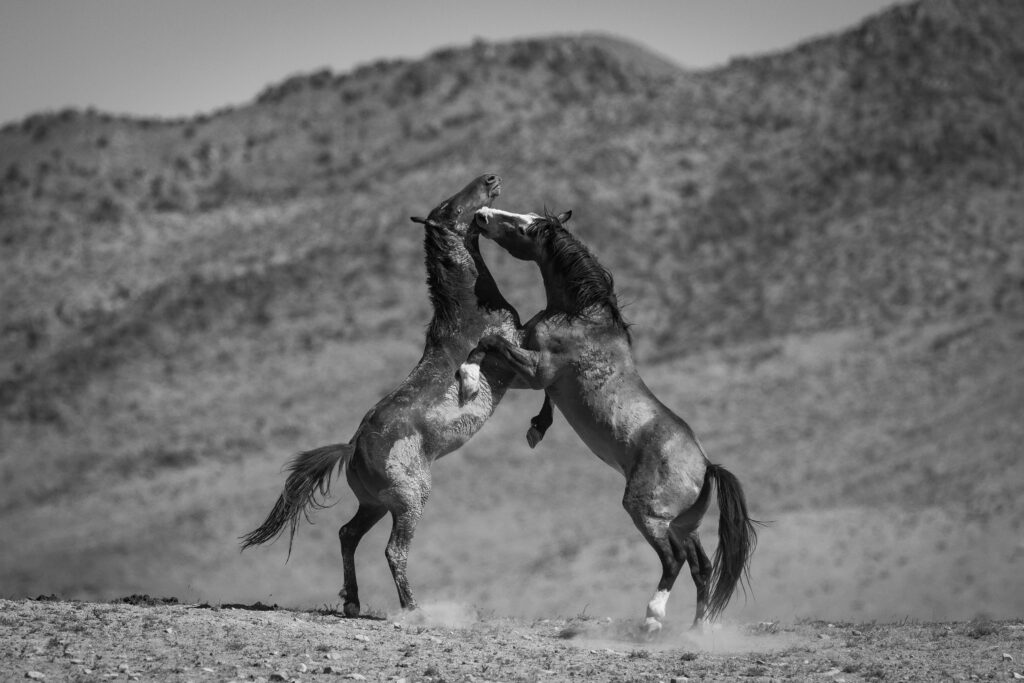 Onaqui Wild Mustangs of Utah fighting in the desert
