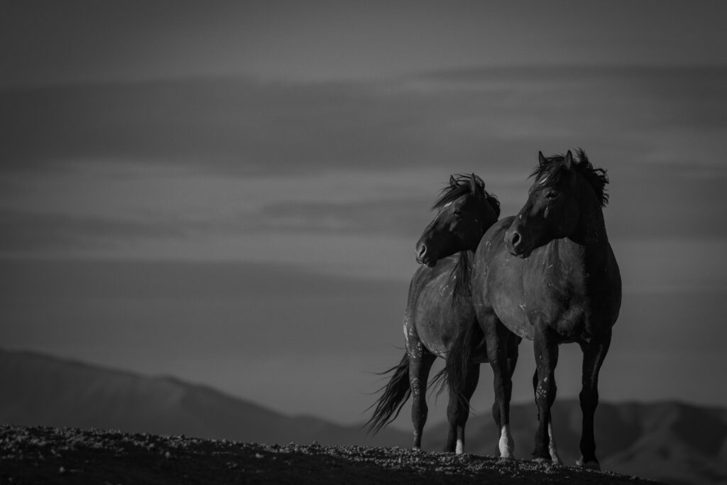 Wild mustangs from the Onaqui herd standing alert in the open landscape of Utah’s West Desert