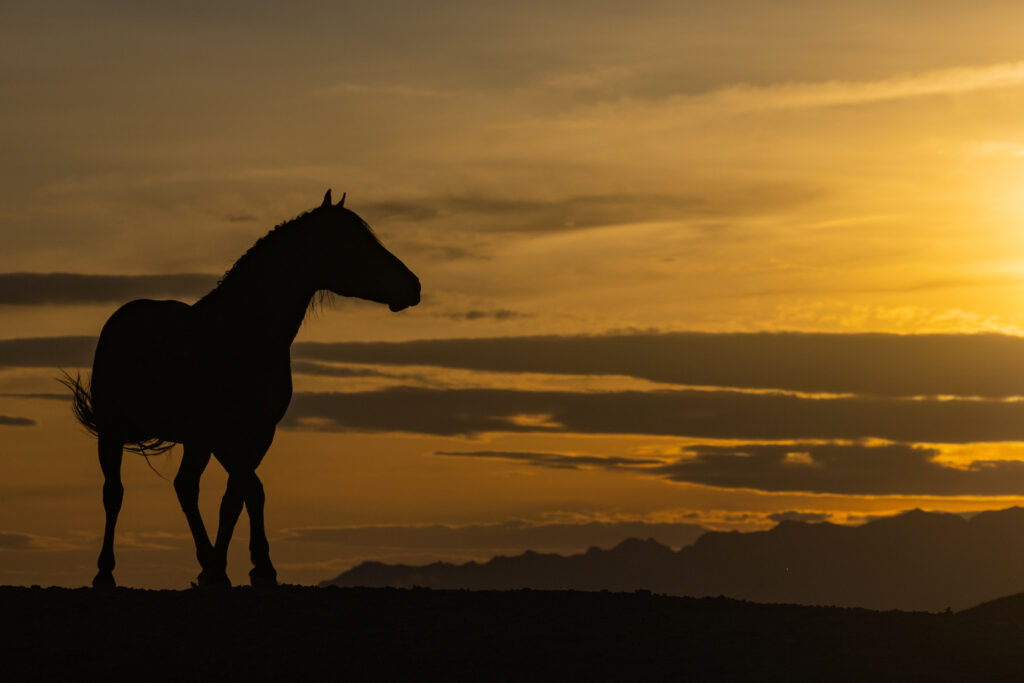 Wild mustangs from the Onaqui herd running through the West Desert of Utah at sunset