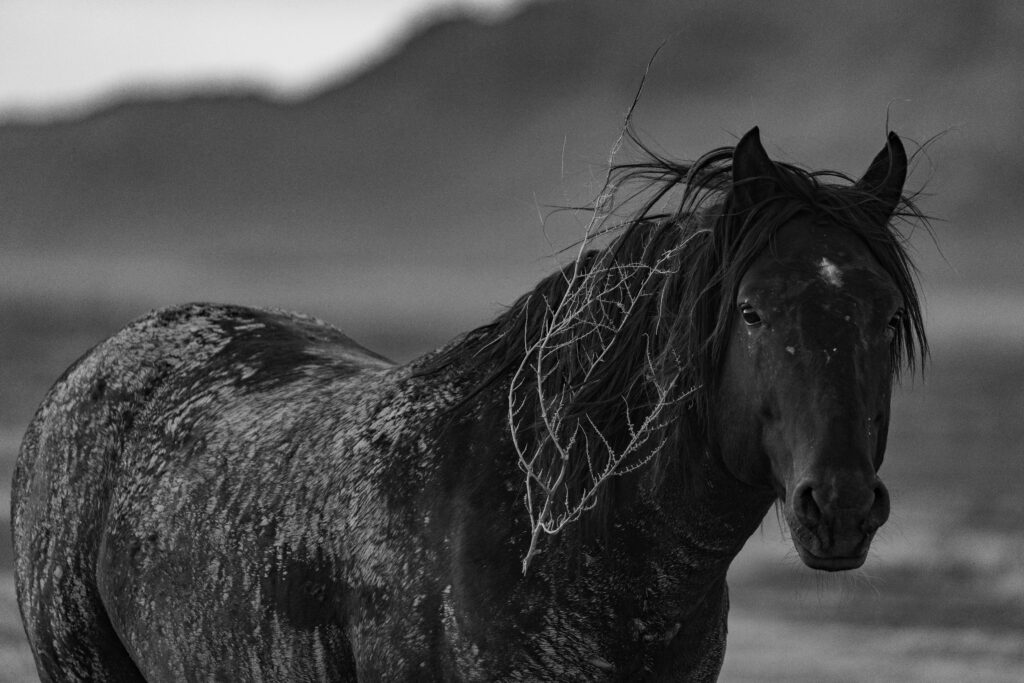 Wild mustangs from the Onaqui herd standing alert in the open landscape of Utah’s West Desert