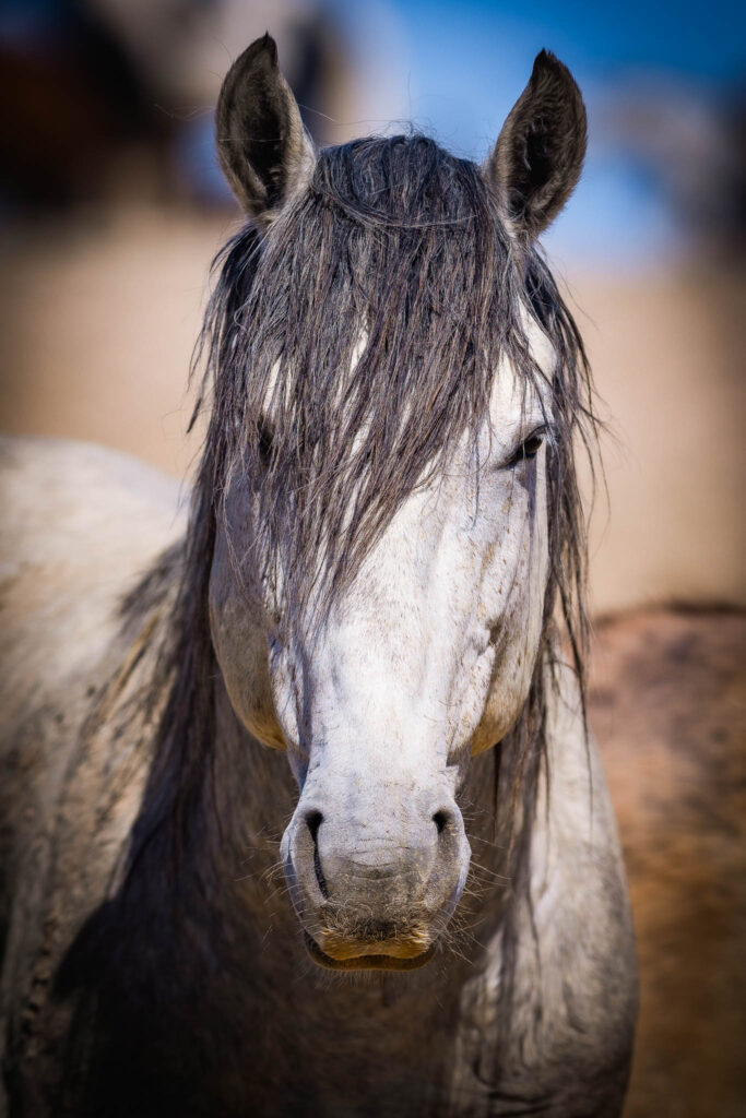 Wild mustangs from the Onaqui herd standing alert in the open landscape of Utah’s West Desert