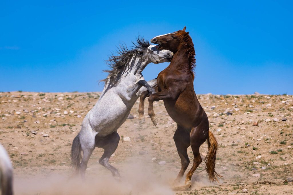 Two wild mustang stallions from the Onaqui herd fighting for dominance in the West Desert of Utah