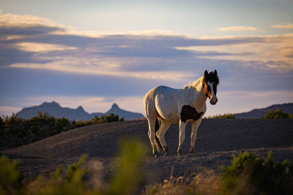 Wild mustangs from the Onaqui herd standing alert in the open landscape of Utah’s West Desert