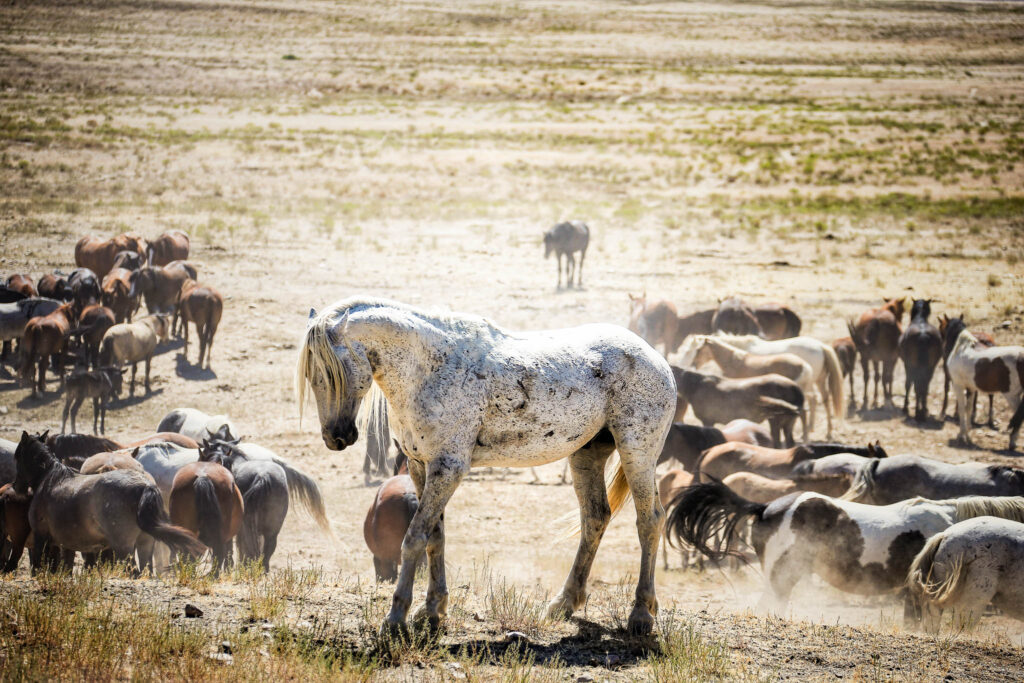 Two wild mustang stallions from the Onaqui herd fighting for dominance in the West Desert of Utah