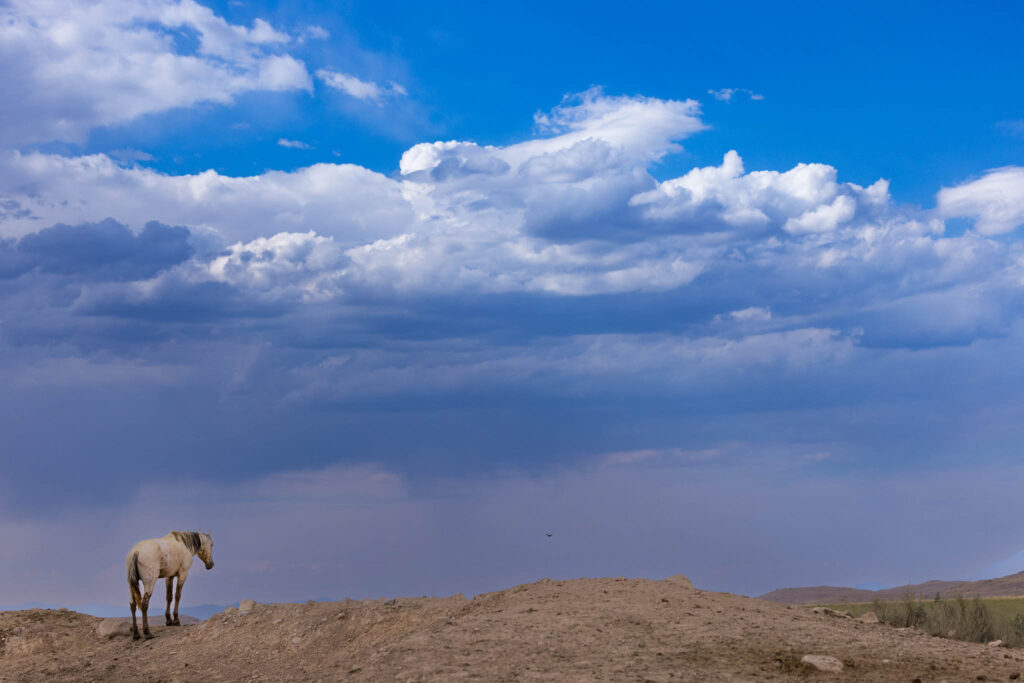 Wild mustangs from the Onaqui herd standing alert in the open landscape of Utah’s West Desert