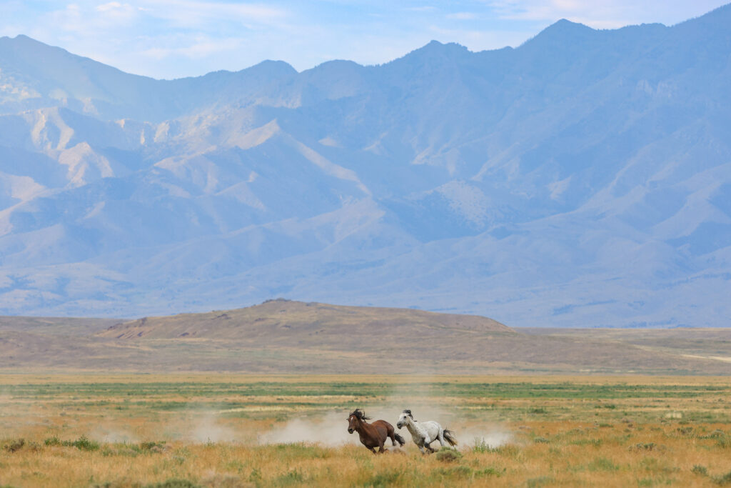 Two wild mustang stallions from the Onaqui herd fighting for dominance in the West Desert of Utah